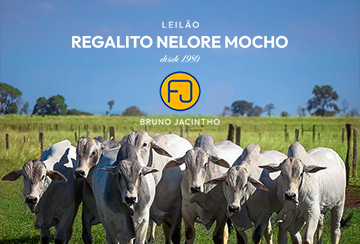 LEILÃO REGALITO NELORE MOCHO